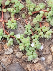 Portulaca hereroensis