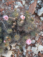 Tephrocactus alexanderi