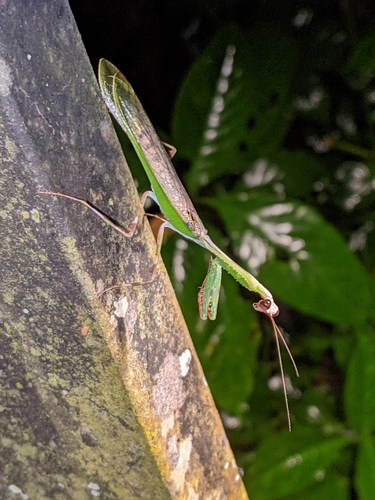 Chopardiella poulaini