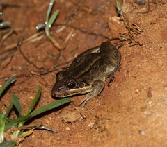 Leptodactylus labyrinthicus