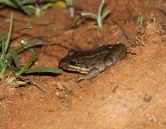 Leptodactylus labyrinthicus