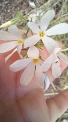 Phlox tenuifolia