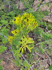 Kalanchoe paniculata