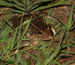 Leptodactylus labyrinthicus