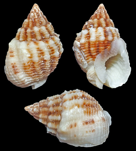 Nassarius horridus observed 2016-11-16