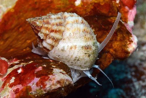 Nassarius horridus observed 2016-11-16