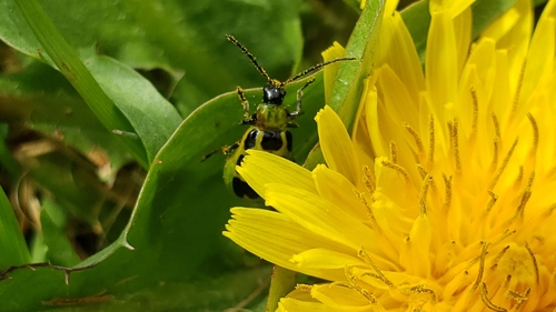 Spotted Cucumber Beetle photo 5