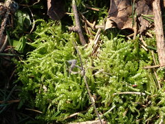 Eurhynchium angustirete