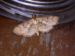 Herpetogramma theseusalis