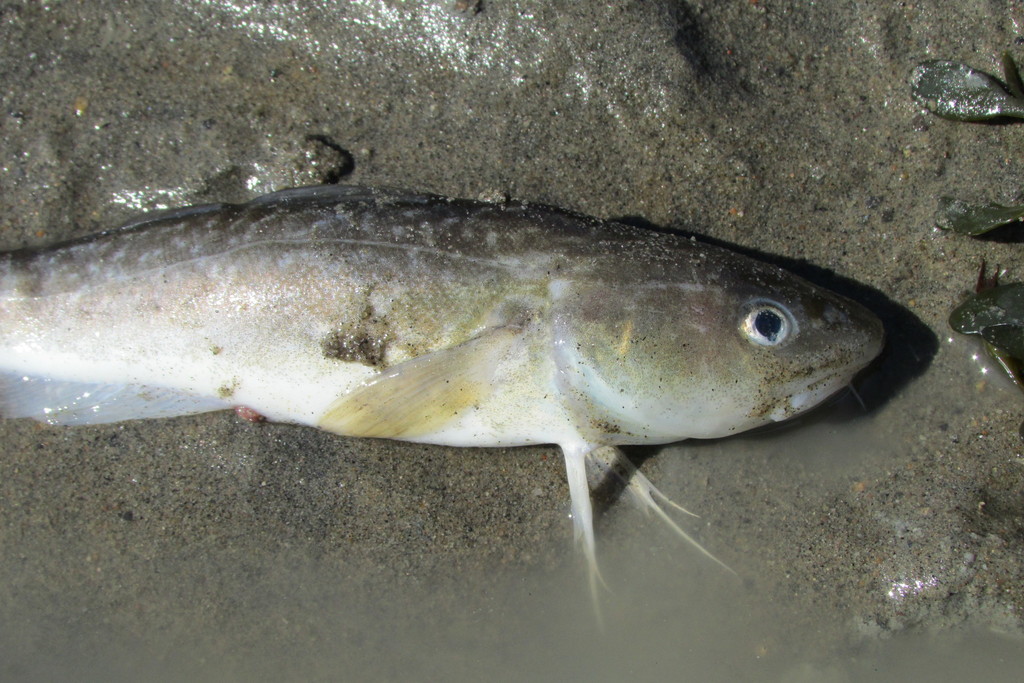 Atlantic Tomcod