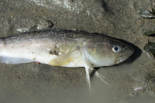 Atlantic Tomcod