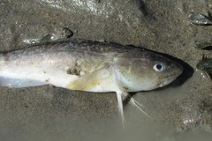 Microgadus tomcod