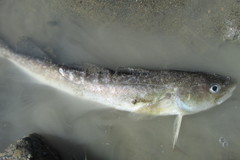 Microgadus tomcod