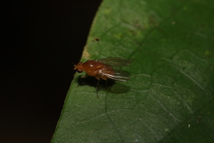 Neogriphoneura