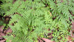 Macrothelypteris