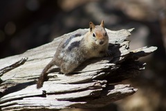 Callospermophilus lateralis bernardinus