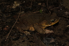 Rhinella horribilis