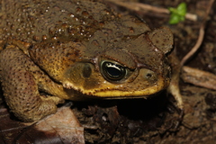 Rhinella horribilis