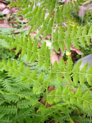 Macrothelypteris