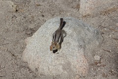 Callospermophilus lateralis bernardinus