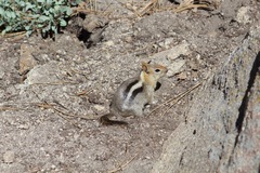 Callospermophilus lateralis bernardinus