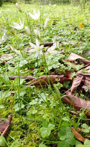 Nothoscordum image