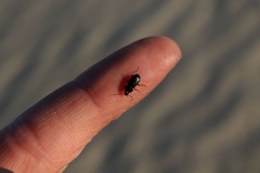 Pterostichus vernalis