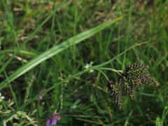 Carex atrata