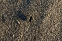 Pterostichus vernalis