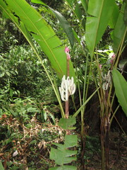 Musa campestris