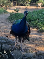 Pavo