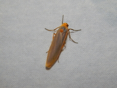 Sozusa scutellata