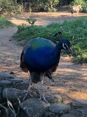 Pavo