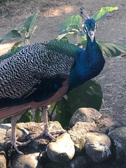 Pavo