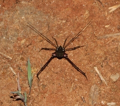 Gonyleptinae