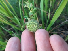 Medicago intertexta ciliaris