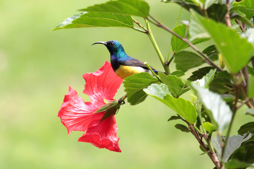 Variable Sunbird