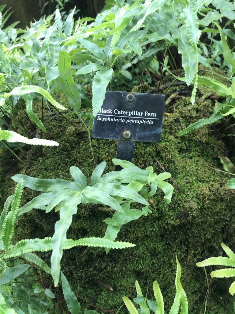 Davallia pentaphylla