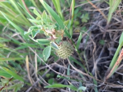 Medicago intertexta ciliaris
