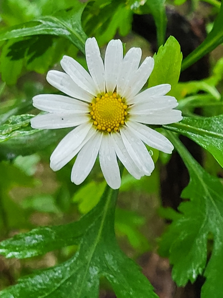 Argyranthemum callichrysum (Argyranthemum callichrysum)