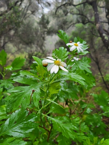 Argyranthemum callichrysum, photograph 5