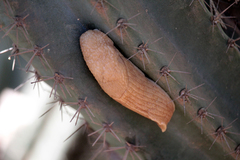 Urocyclidae