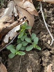 Stellaria pubera