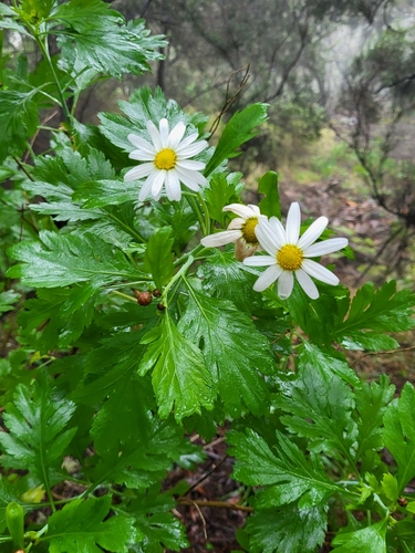 Argyranthemum callichrysum, photograph 6