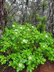 Argyranthemum callichrysum subsp. gomerensis image
