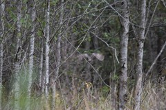 Strix uralensis