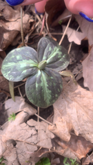Trillium sessile