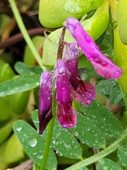 Vicia benghalensis image