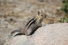 Callospermophilus lateralis bernardinus