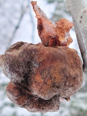 Pachypappa sacculi